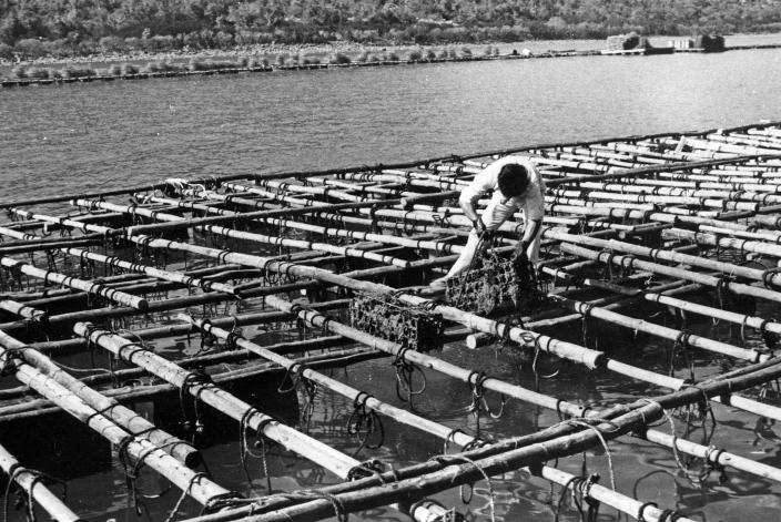 Working on the rafts at Kuri Bay.